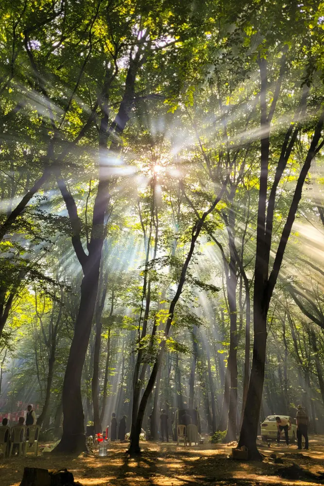 Large trees with scenic natural landscape and lush greenery.