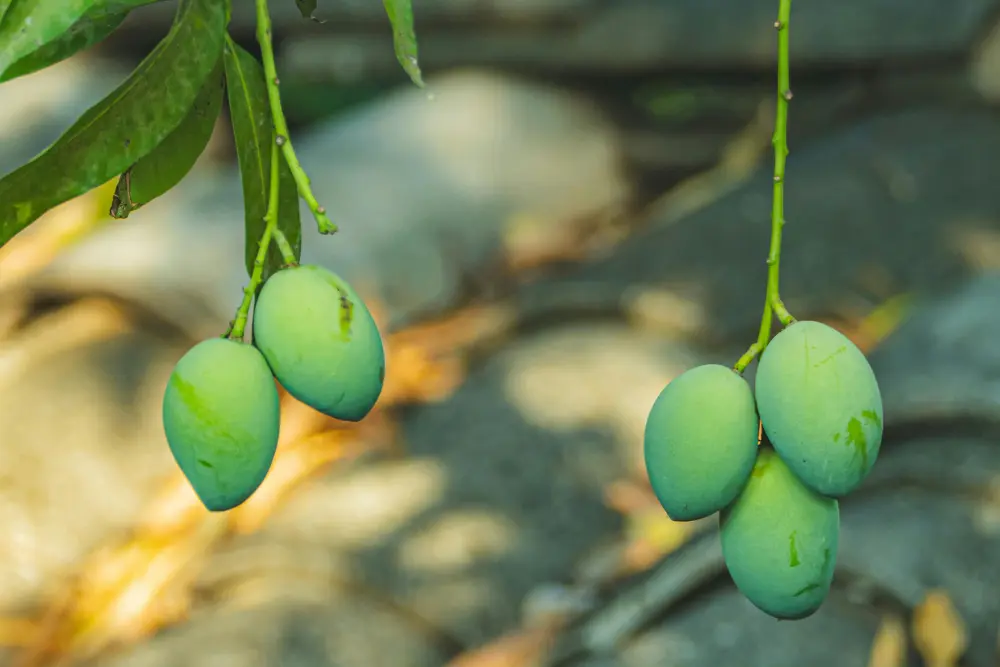 Mango plantation at lakeview farms with lush trees and scenic surroundings.