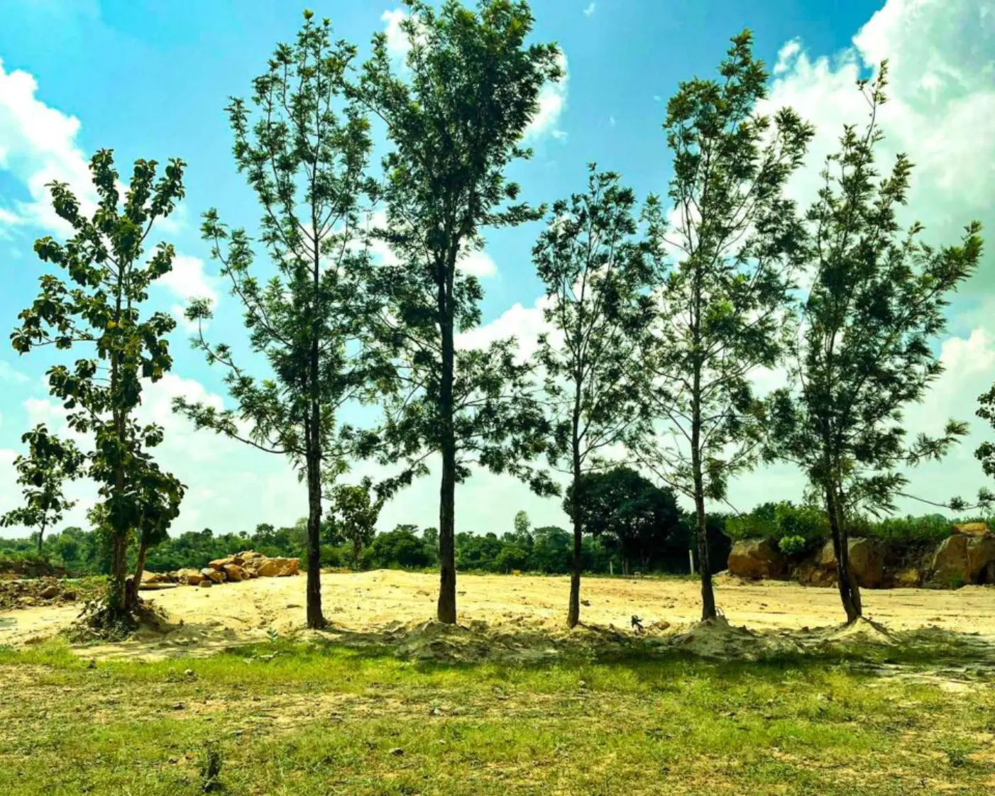 Sangam farms near thally with open green landscape and large trees