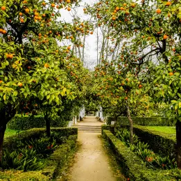 Developed farmland pathway with fruit trees at Sanskriti Farms, Choodasandiram