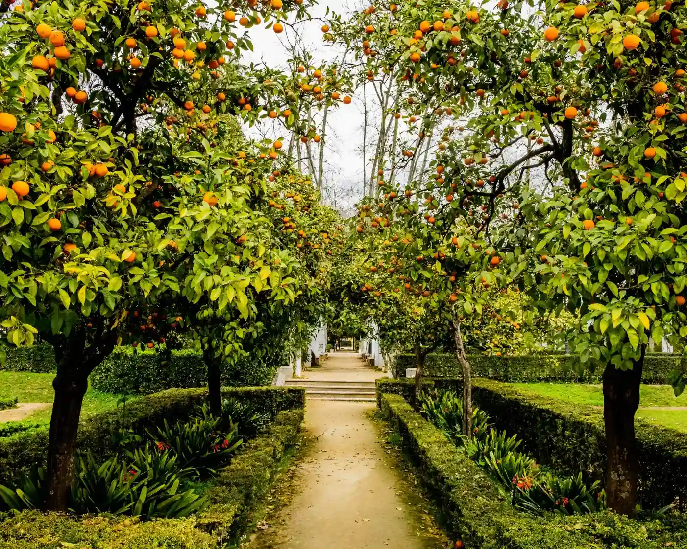 Sanskriti farms pathway surrounded by lush green trees and natural landscape