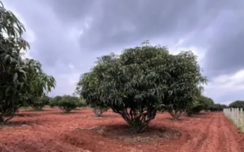Mango orchards at Sanskriti Farms managed farmland community